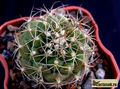 TURBINICARPUS lauii